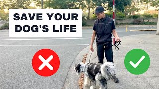 Teach Your Dog ROAD BOUNDARIES by Hamilton Dog Training 59,786 views 1 year ago 17 minutes