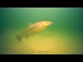 3 PB's in 15 Minutes! (Insane Underwater Trout Footage)