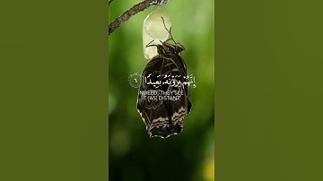 فاصبر صبرا جميل #ماهر المعيقلي#القران الكريم #قران #راحة نفسية 🦋