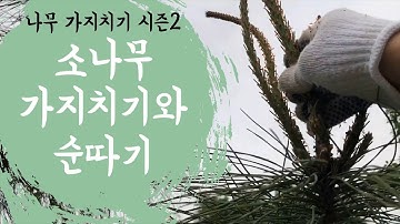 소나무 가지치기와 순따기1 #Pine pruning