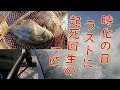 もうワタリガニ漁とは言えなくなってしまいました。時化の日も増えて厳し~! Finally I got a Japanese flounder on the day of crisis