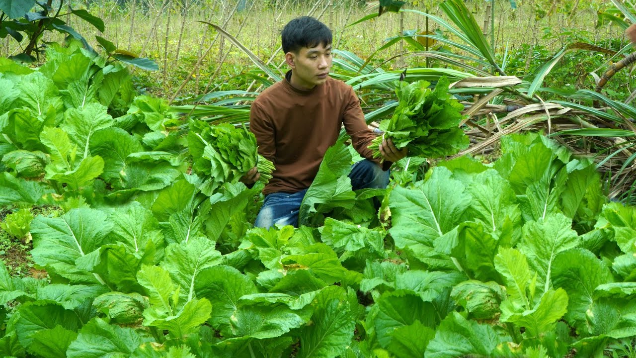 Green vegetables are a staple in the daily meals of Vietnamese farmers - Enjoying a meal alone.