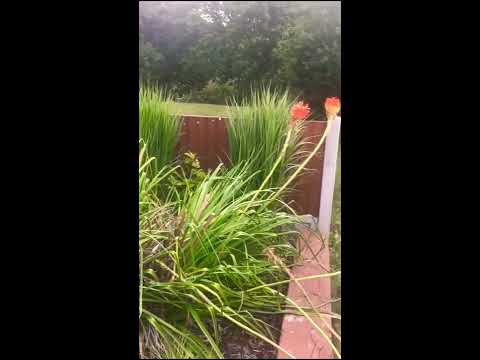 Video: Cutting Back Red Hot Poker Plants: Tips on Pruning A Red Hot Poker