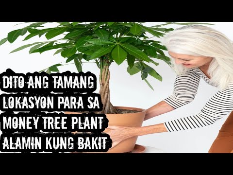 Video: Money tree: larawan, pangangalaga sa bahay