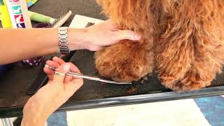 Royal Diamond Labradoodles, The Teddy Bear Paw Cut.mov