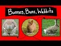Bunnos buns  wabbits  internet names for bunnies