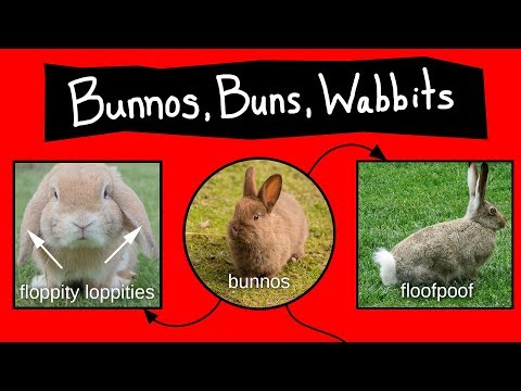 bunnos,-buns,-&-wabbits---internet-names-for-bunnies