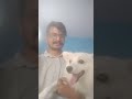 #dog #funny