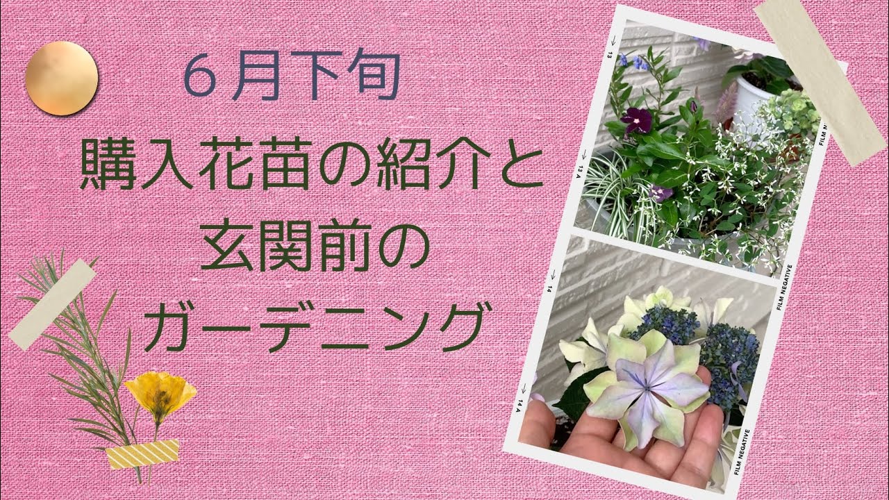６月下旬 ガーデニングvlog 購入花苗紹介と玄関前ガーデニング Youtube