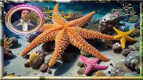 سورة الواقعة -* قالون عن نافع المدني -- الشيخ منير السليتي