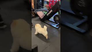 Chow chow Exercise