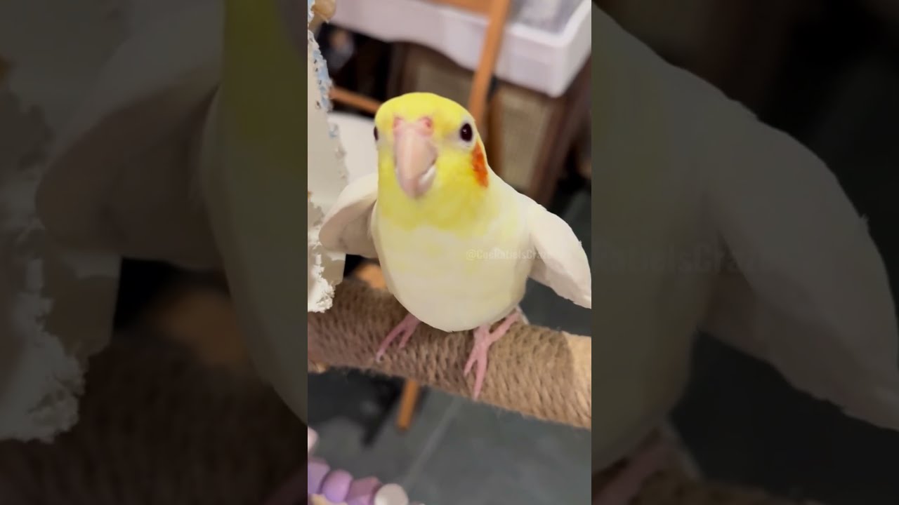 Adorable Cockatiel S Cute Cookie Song Serenade Cockatielscraze Birdsinging Cutepets