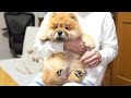 チャウチャウの子犬はたった3週間でこんなに大きくなります