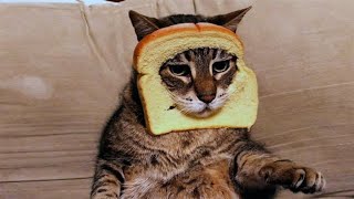 Funny Animals 2024 - Funniest Cats And Dogs Video 😺😍Try Not To Laugh😂 by FunnyWorld 2,796 views 3 months ago 8 minutes, 14 seconds