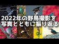 【野鳥撮影】2022年の野鳥撮影を写真とともに振り返る【α1 600mm F4 ロクヨン】