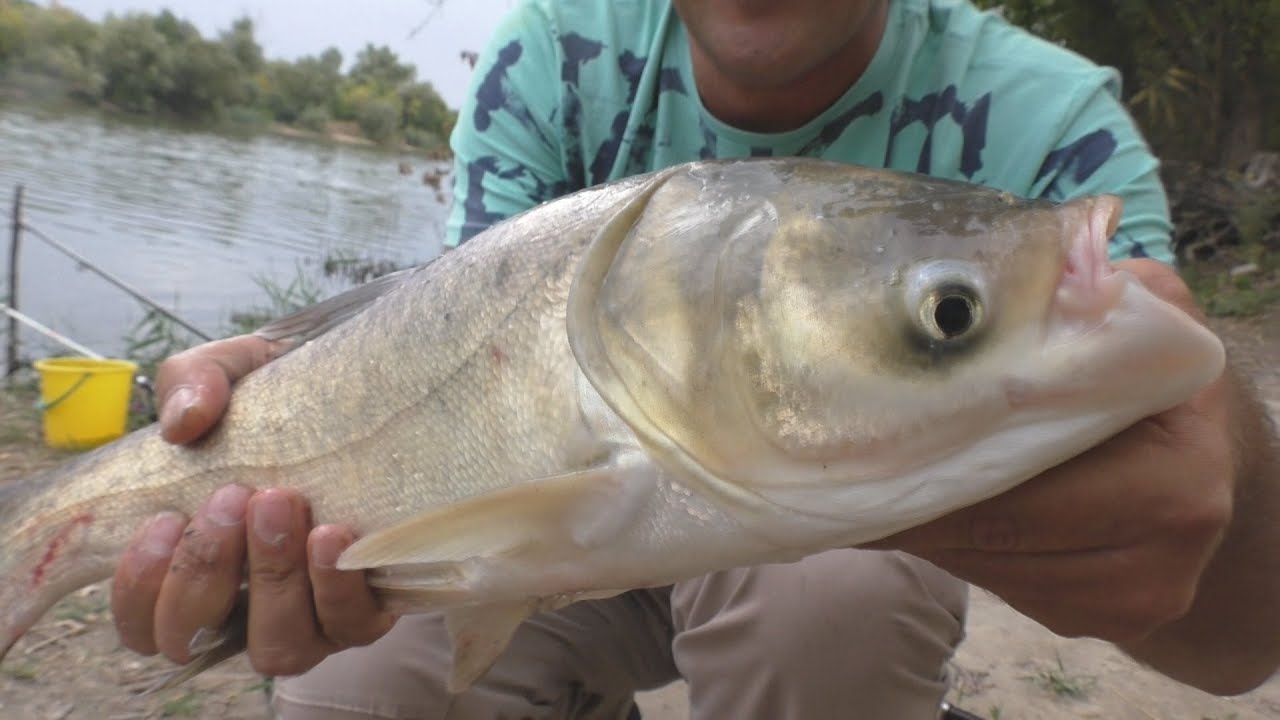 Как  толстолобы клюют на старую кашу с морозилки. My fishing