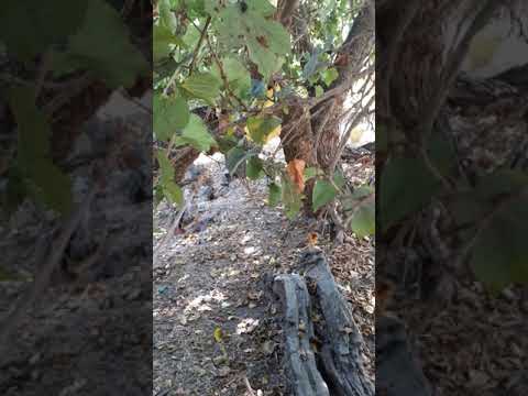 سعسع كرم التوت بجوار الست نفيسه رضي الله عنها ايلول ٢٠٢٠