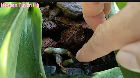 Làm cách này sẽ giúp cây lan ngọc điểm mới trồng nhanh ra rễ