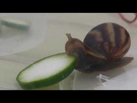 i-want-you-back-by-jackson-5-but-a-snail-is-eating-a-epic-cucumber