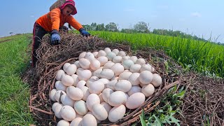 amazing! a female farmer harvest duck eggs a lot on the dead grass at field near the village