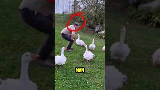 Man testing his ducks love #shorts #animals #trendingshorts