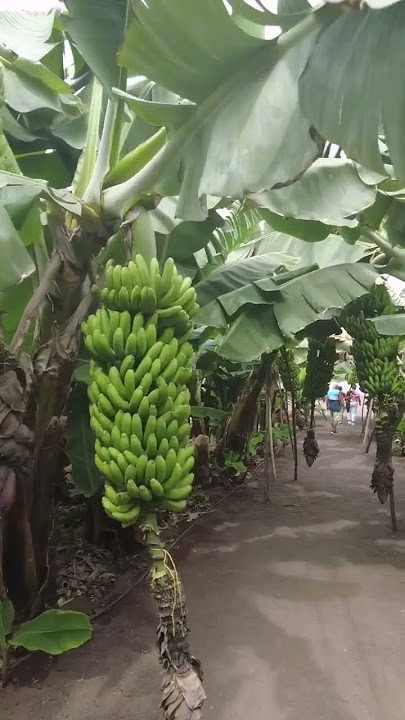 #grancanaria #canaryisland #north #banana #bananaplantation #bananaleaf #plantation #platanos #spain
