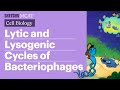Lytic & Lysogenic Cycles: Bacteriophages Explained (Full Lesson) | Sketchy MCAT