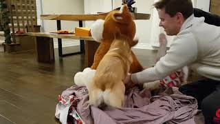 Corgi gets a giant dog for Christmas