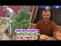 Рабочий СУПЕР - БЛОГ из САДА! Пересадка взрослой ели. + Самый вкусный ГРУШЕВЫЙ пирог! Отвал башки)