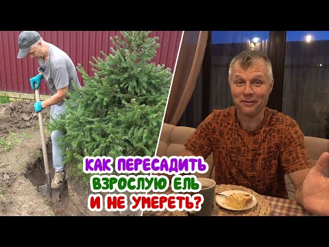 Рабочий СУПЕР - БЛОГ из САДА! Пересадка взрослой ели. + Самый вкусный ГРУШЕВЫЙ пирог! Отвал башки)