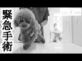 【大腿骨頭壊死症】うゆが入院しました。【レッグペルテス】
