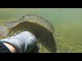 🏞 Pesca con ARPON en rios de TAMAULIPAS 🐟🐟, Pescando Tilapias en  rio (Speargun Fishing Tamaulipas)