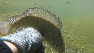 Pesca con ARPON en rios de TAMAULIPAS , Pescando Tilapias en rios aguas cristalinas