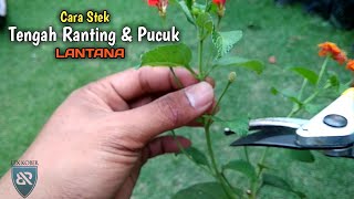 Cara Stek Batang LANTANA 99,9% Hidup ( Pucuk & Tengah Ranting )