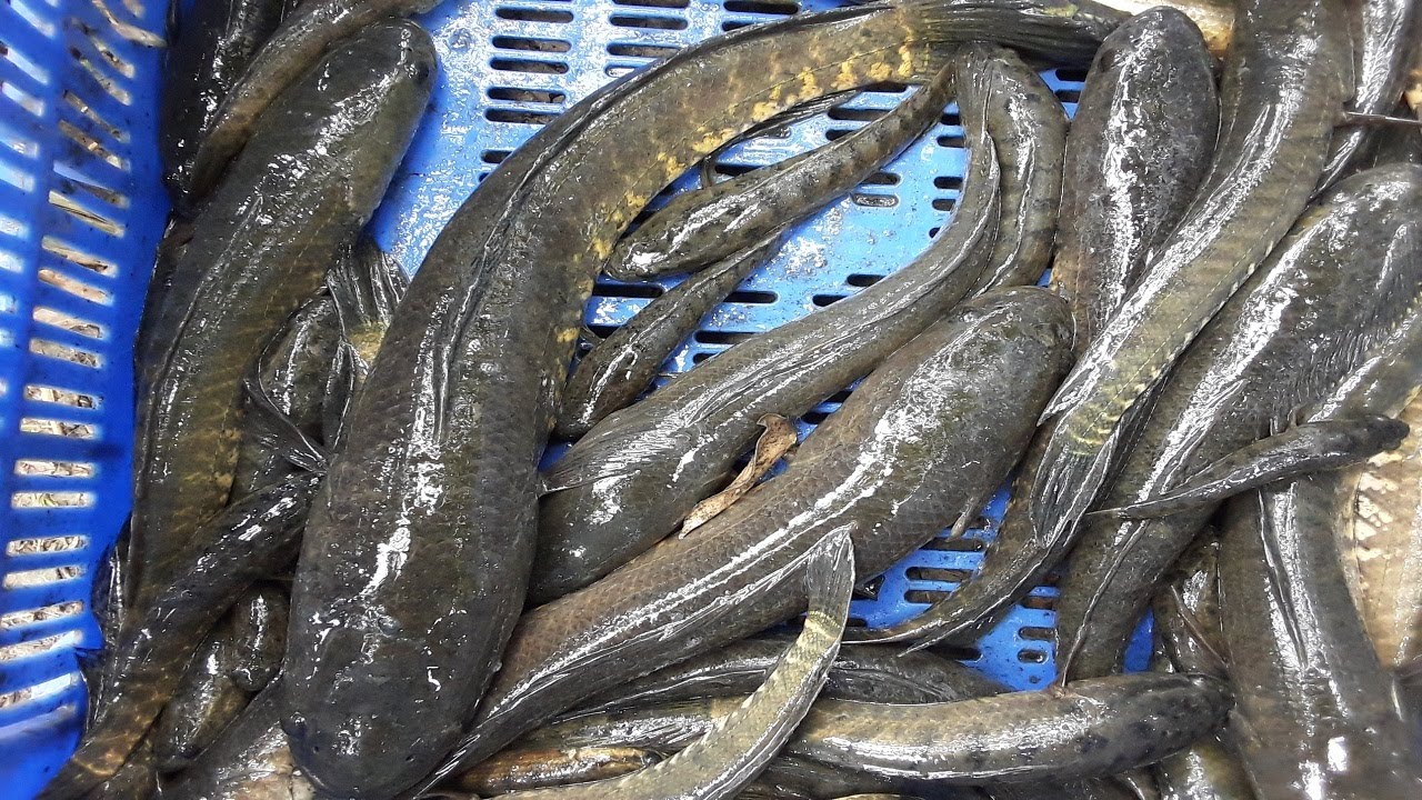 Murrel Fishing | Amazing Fish catching  | Murrel Fish  | Under  Pond Mud |  MURREL FISH CATCHING