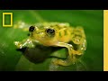 The glass frog ultimate ninja dad  animal 24