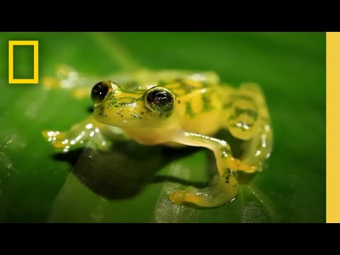 Vidéo: Grenouille herbeuse: description, photo