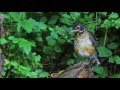 Robin Rescue: A Documentary (Part Two)  -  by Mike Franzman