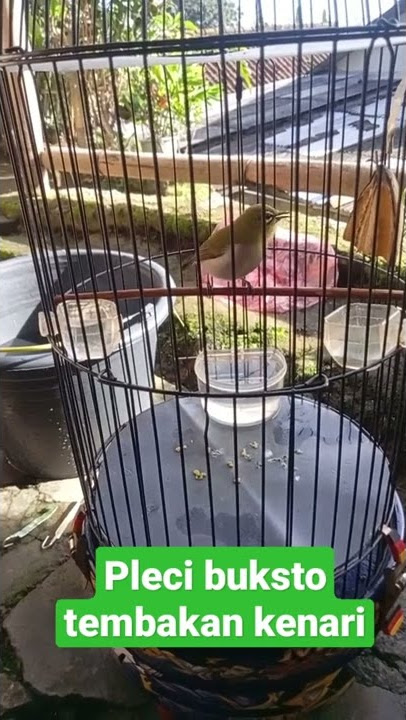 PLeci Buxtoni nembak keNari