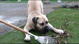 Boerboel Yzer's helping paws by Boerboel Yzer 189 views 3 months ago 2 minutes, 27 seconds