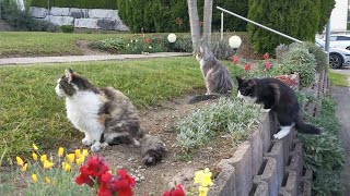 Norwegian Forest Cat: Evening walk through the Neighborhood