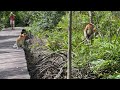 Proboscis monkeys strolling and jumping on the walkway