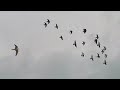 Жесть! Голубей атаковала сразу два Сокола Сапсана!!! Two Falcon peregrinus attacked the pigeons!!!