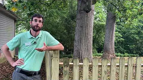 V14_Talking Trees with Lee (Tulip Poplar Defoliation)