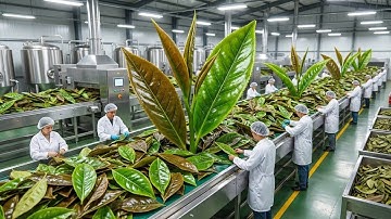 Inside a Modern Tea Factory: From Fresh Tea Leaves to Perfectly Brewed Tea (Full Process)