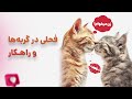 همه چیز درباره فحل شدن گربه علائم مدت زمان و راهکارهای کاربردی همه چیز درباره فحل شدن گربه علائم مدت زمان و راهکارهای کاربردی
