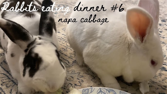 Can Rabbits Eat Napa Cabbage? Essential Guide for Owners