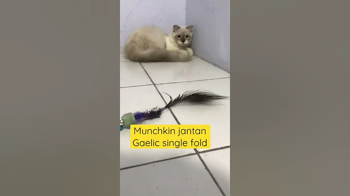 Watch the video about Ready munchkin jantan gaelic single fold 085704311113 #munchkin #catlover #kitten #jualmunchkin