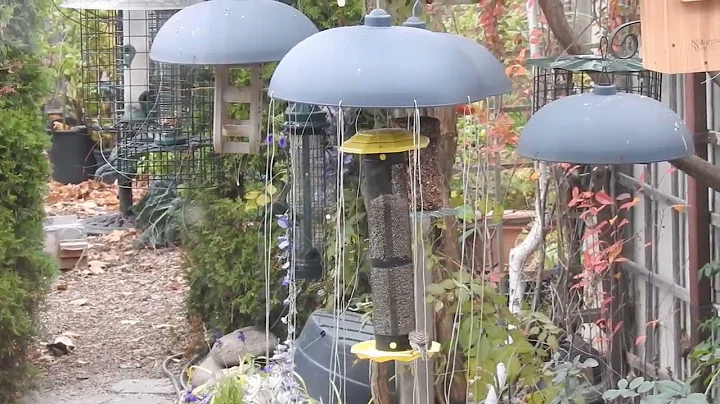 Shiny String to Deter House Sparrows