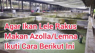 AGAR IKAN LELE RAKUS MAKAN AZOLLA DAN LEMNA IKUTI CARA INI#azolla #lele #lemna
